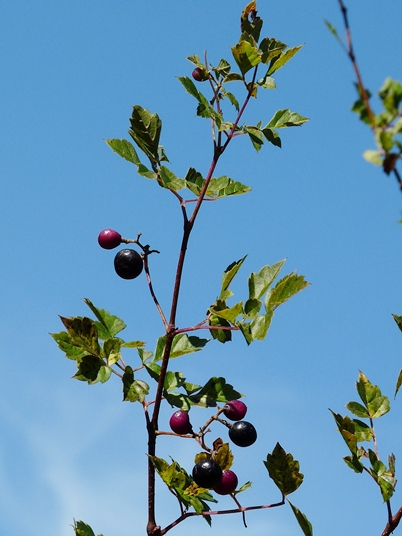 {Ampelopsis arborea}